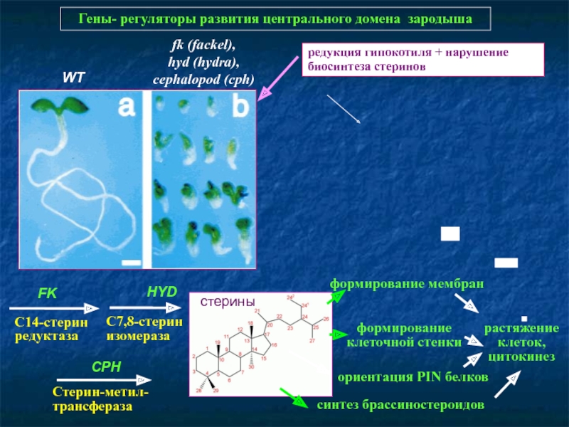 Kraken com зеркало